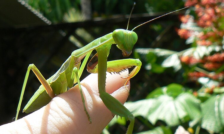 Praying Mantis